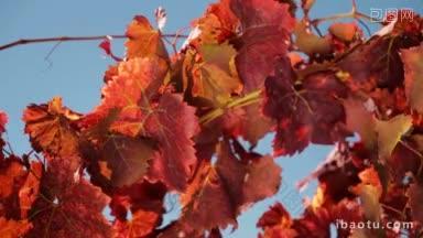 秋天的颜色覆盖了一些葡萄叶子
